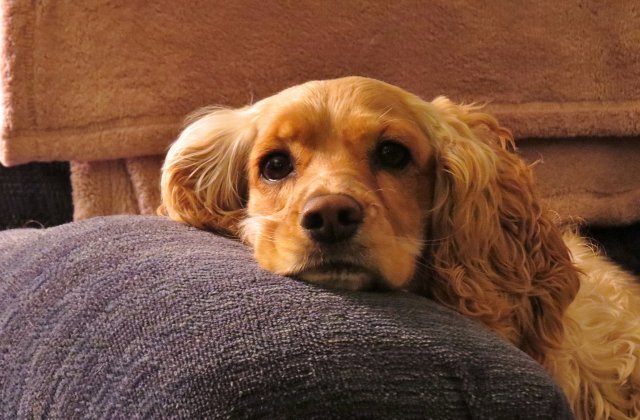 O familie si-a regasit cainele in varsta de 12 ani, pierdut in urma cu 8 ani