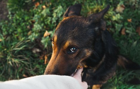 Tanar, condamnat la 6 luni de inchisoare cu executare dupa ce a ucis u