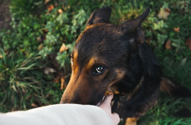 Un tanar de 22 de ani, condamnat la 6 luni de inchisoare cu executare dupa ce a ucis un caine din razbunare