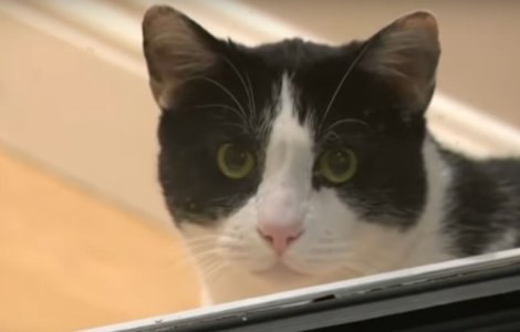 Un motan a devenit celebru, dupa ce a infruntat trei coioti/ VIDEO