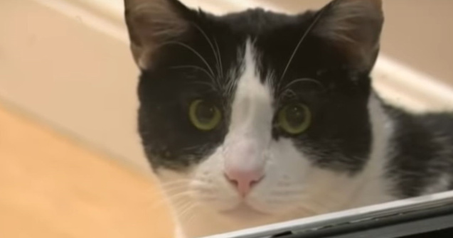 Un motan a devenit celebru, dupa ce a infruntat trei coioti/ VIDEO