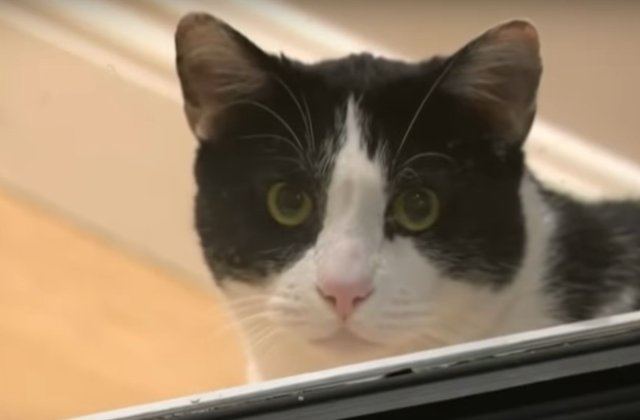 Un motan a devenit celebru, dupa ce a infruntat trei coioti care atacau casa stapanilor sai/ VIDEO