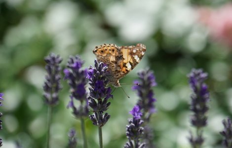 Avertismentul ONU privind salvarea biodiversitatii planetei