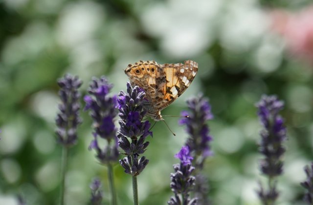 ONU avertizeaza: Omenirea mai are la dispozitie doar 10 ani pentru salvarea biodiversitatii planetei
