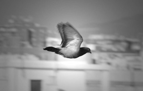 Porumbeii pot aprecia frumusetea asemeni oamenilor