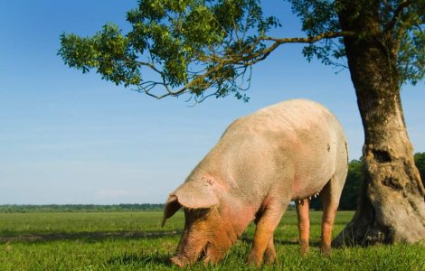 Singurul porc din Afganistan, izolat de teama gripei porcine, a iesit din carantina