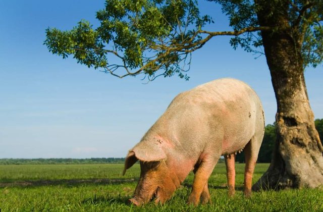 Singurul porc din Afganistan, izolat de teama gripei porcine, a iesit din carantina