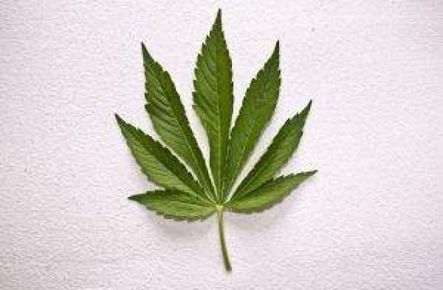 Traficant prins cu 2,5 kg. de canabis in Timisoara