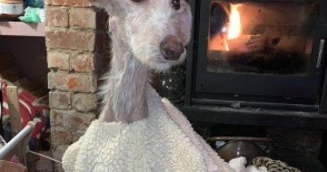 Recuperare miraculoasa a unui caine, dupa ce a fost gasit aproape mort pe strada / FOTO