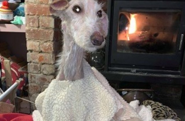 Recuperare miraculoasa a unui caine, dupa ce a fost gasit aproape mort pe strada / FOTO