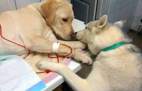  Top  10+1 fotografii care nu te lasa nicio clipa sa iti pierzi increderea