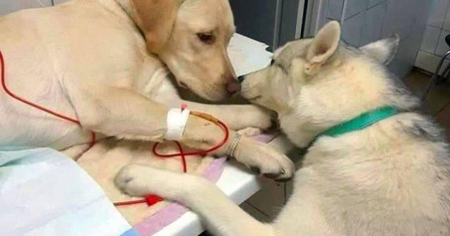  Top  10+1 fotografii care nu te lasa nicio clipa sa iti pierzi increderea