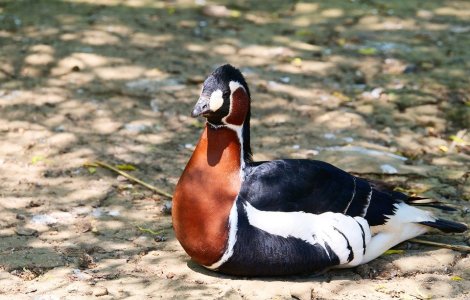 Un barbat din Braila, anchetat dupa ce ar fi mancat o pasare rara