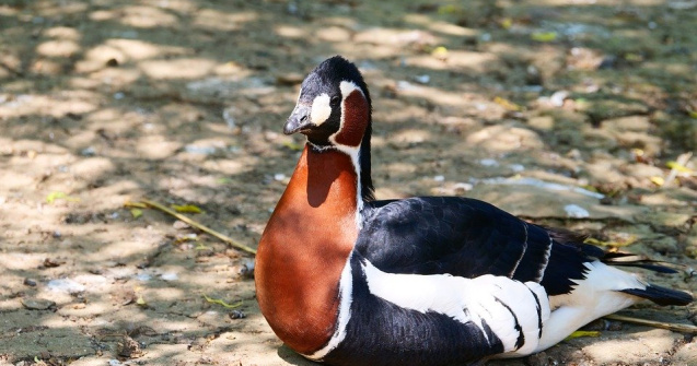 Un barbat din Braila, anchetat dupa ce ar fi mancat o pasare rara