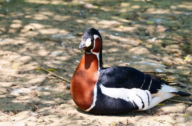 Un barbat din Braila, anchetat dupa ce ar fi mancat o pasare rara, iar resturile i le-ar fi dat cainelui