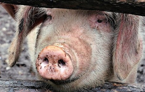 Focar de pesta porcina africana confirmat la un mistret din Hunedoara