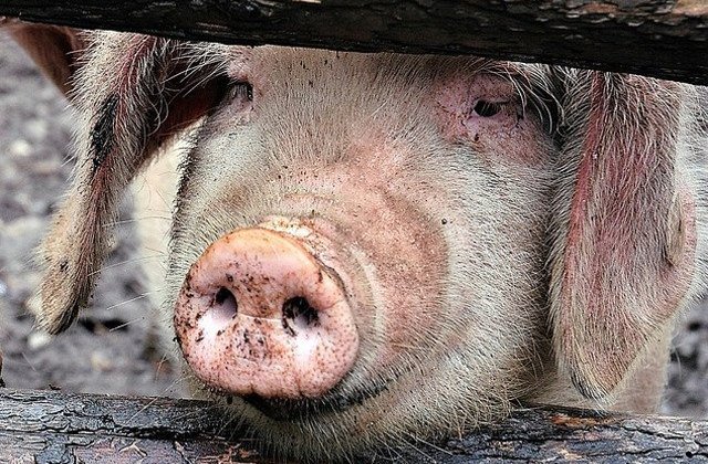 Focar de pesta porcina africana confirmat la un mistret din Hunedoara