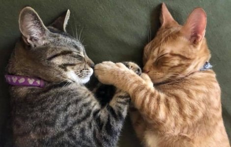  Top  10+ imagini cu pisici care dorm in pozitii de-a dreptul bizare