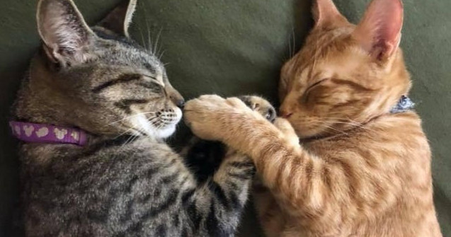  Top  10+ imagini cu pisici care dorm in pozitii de-a dreptul bizare