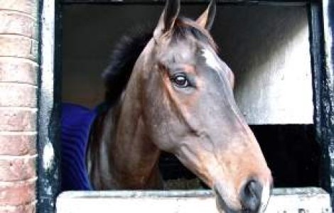 27 de animale ar fi murit in timpul filmarilor pentru "Hobbitul"