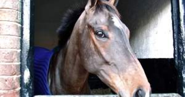 27 de animale ar fi murit in timpul filmarilor pentru "Hobbitul"