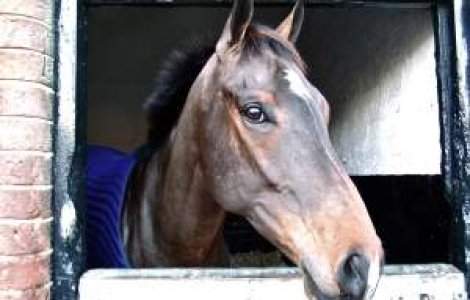 27 de animale ar fi murit in timpul filmarilor pentru "Hobbitul"