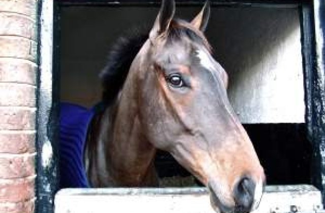 27 de animale ar fi murit in timpul filmarilor pentru "Hobbitul"