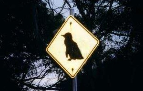 Fosilele unui pinguin urias, descoperite in Antarctica