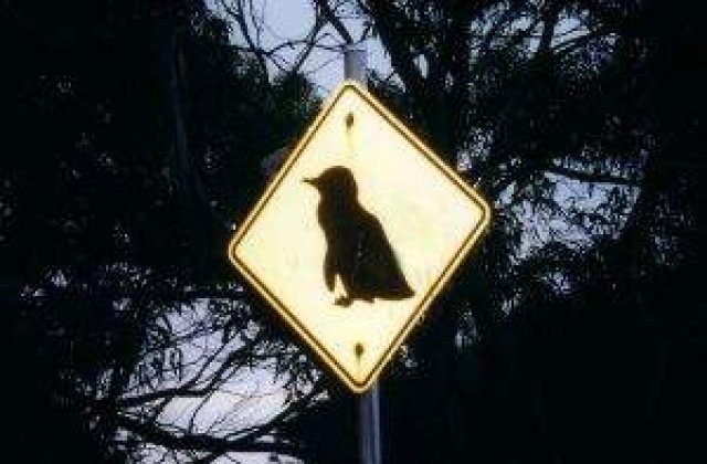 Fosilele unui pinguin urias, descoperite in Antarctica