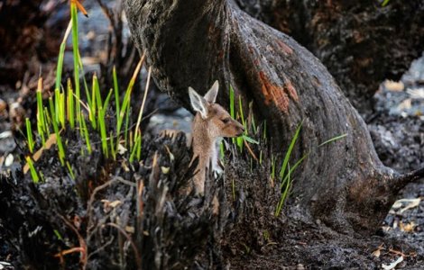  Top  10+ imagini cu padurile din Australia care au inceput sa renasca dupa