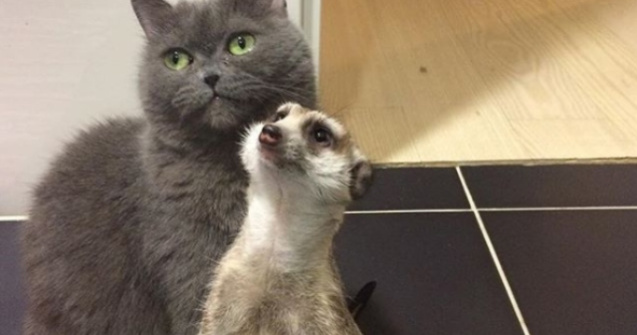 Cum au ajuns o suricata si o pisica sa fie vedete pe Instagram