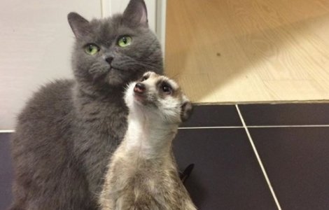 Cum au ajuns o suricata si o pisica sa fie vedete pe Instagram