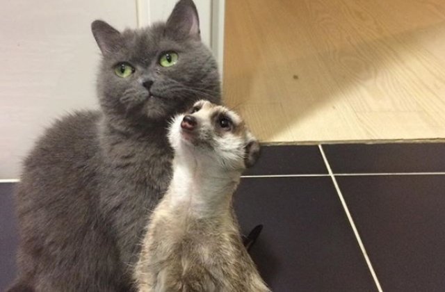 O prietenie neobisnuita: cum au ajuns o suricata si o pisica sa fie vedete pe Instagram