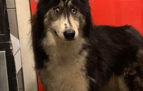 O catelusa husky cu o infatisare atipica si-a gasit o familie adoptiva