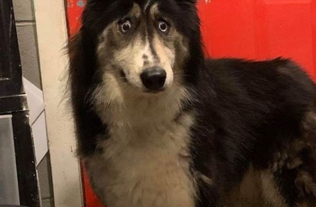 O catelusa husky cu o infatisare atipica si-a gasit o familie dupa ce s-au viralizat pozele cu ea / FOTO