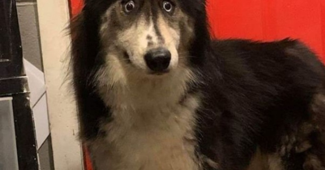 O catelusa husky cu o infatisare atipica si-a gasit o familie adoptiva