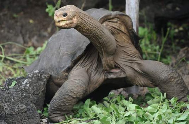 S-a redescoperit o specie de testoasa uriasa