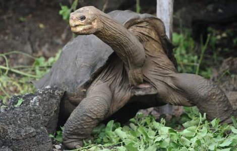 S-a redescoperit o specie de testoasa uriasa