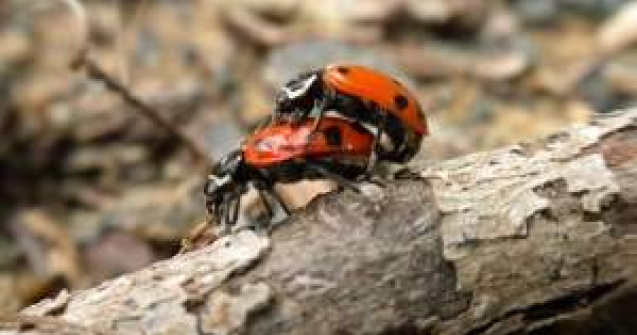 Premiile "Bad Sex": In cautarea celei mai proaste scene de sex a anului