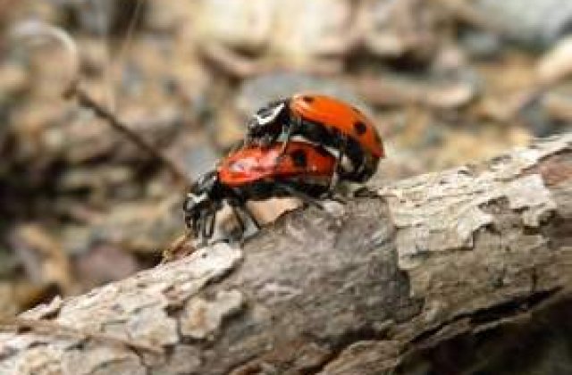 Premiile "Bad Sex": In cautarea celei mai proaste scene de sex a anului