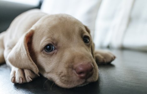  Top  Priviri induiosatoare: 10+ caini carora ar fi greu sa le refuzi ceva