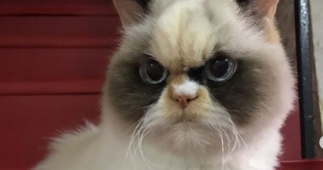 O pisicuta care seamana cu Grumpy Cat face senzatie in online