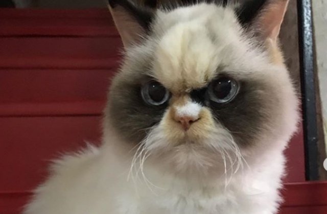 O pisicuta care seamana cu Grumpy Cat face senzatie in online