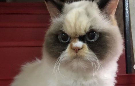 O pisicuta care seamana cu Grumpy Cat face senzatie in online