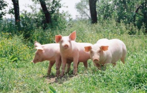 Pesta Porcina evolueaza in prezent in 267 de localitati cu 619 focare