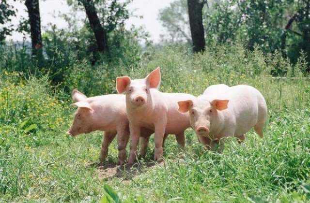 Pesta Porcina evolueaza in prezent in 267 de localitati cu 619 focare