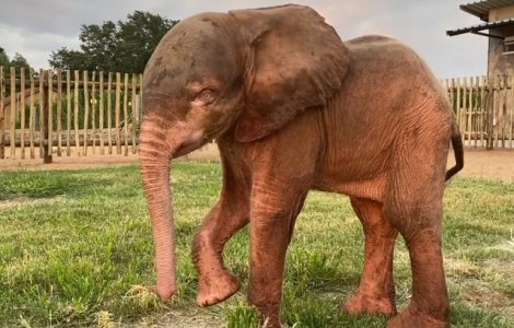 Un pui de elefant a fost salvat dupa ce a fost prins intr-o capcana /