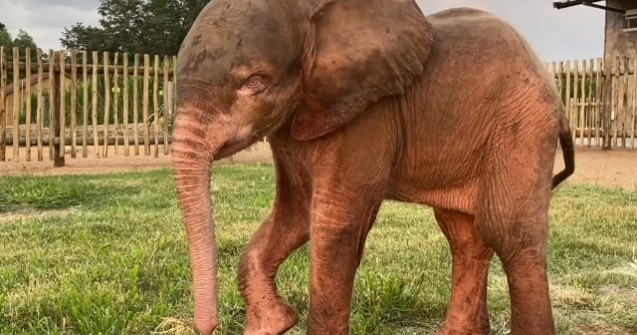 Un pui de elefant a fost salvat dupa ce a fost prins intr-o capcana /