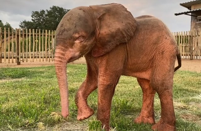 Un pui de elefant va ramane cu cicatrici la nivelul fetei, dupa ce a fost prins patru zile intr-o capcana / VIDEO