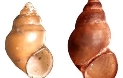 Iti place sexul? Multumeste-le parazitilor!